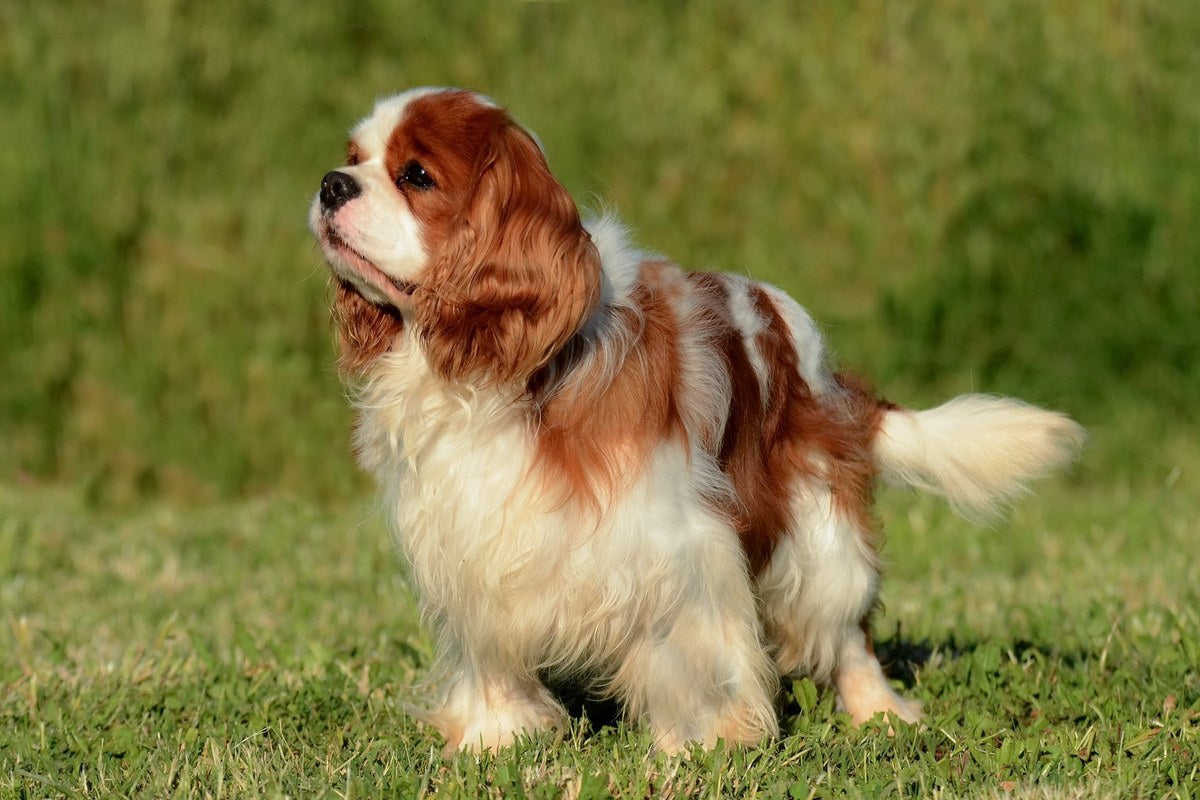 Cavalier King Charles Spaniel und der Pudel-Mix