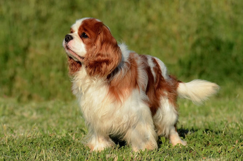 Cavalier King Charles Spaniel und der Pudel-Mix