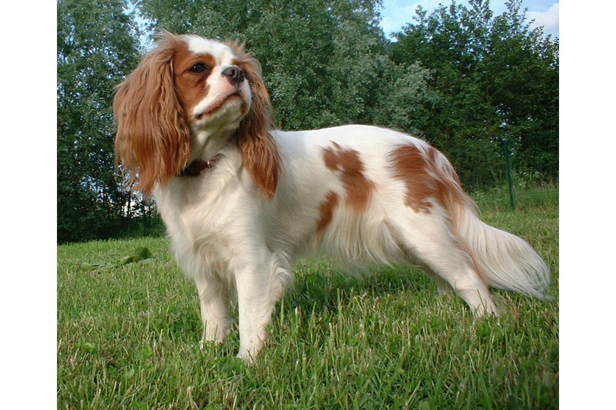 Cavalier King Charles Spaniel: Größe und Wesen