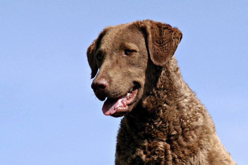 Chesapeake Bay Retriever: Größe, Wesen, Haltung