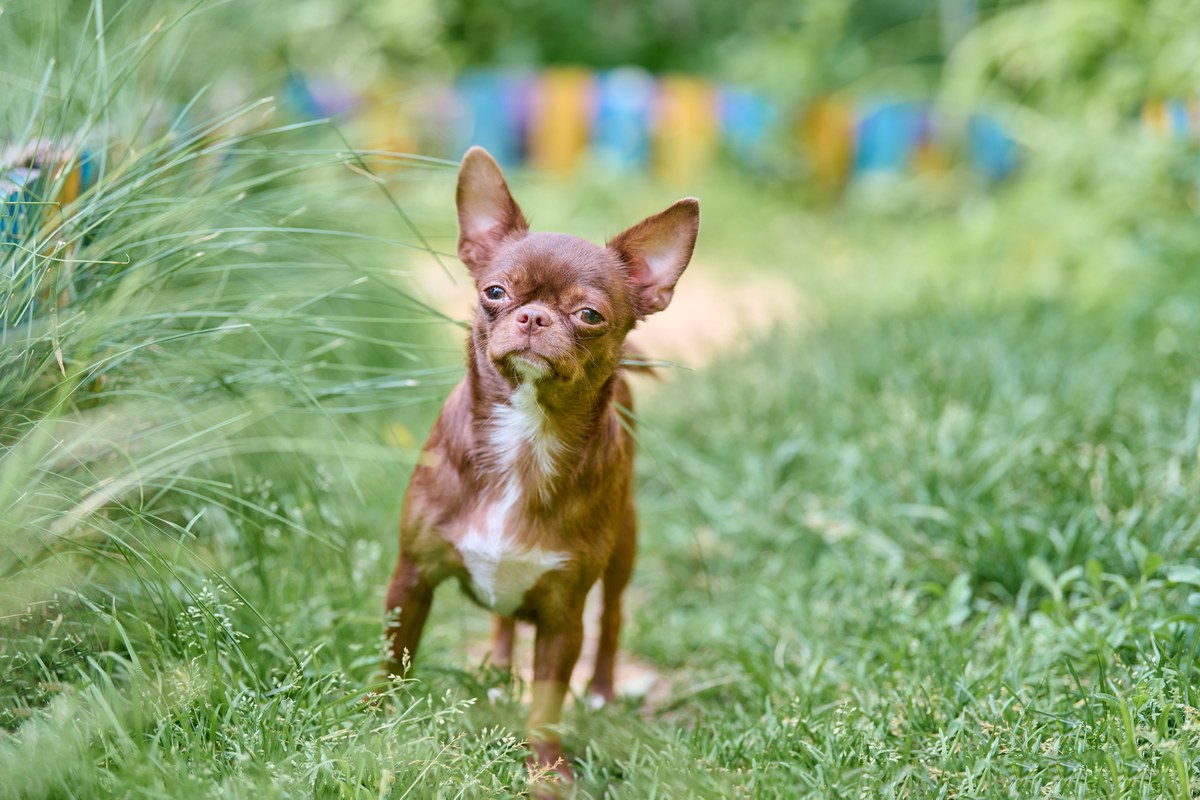 Chihuahua kaufen: Gewicht, Wesen und Haltung