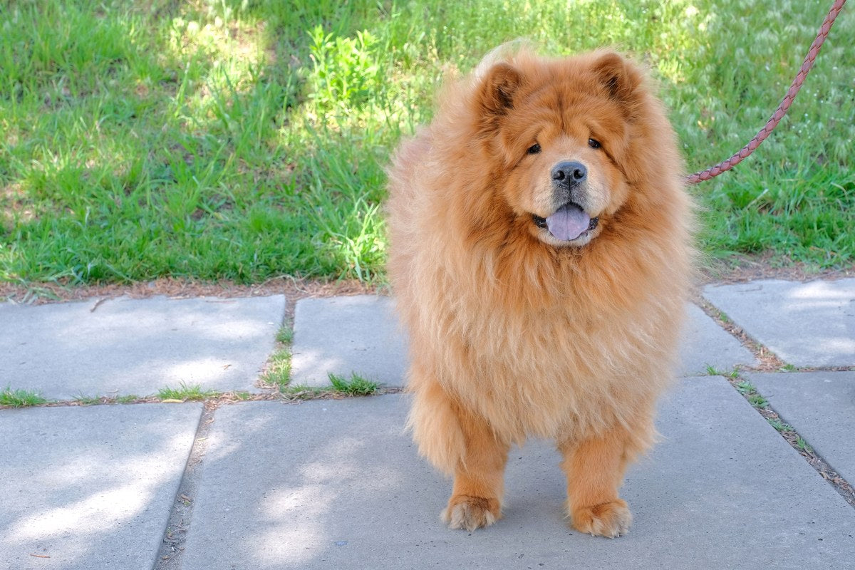 Chow Chow: Wesen, Pflege und die blaue Zunge