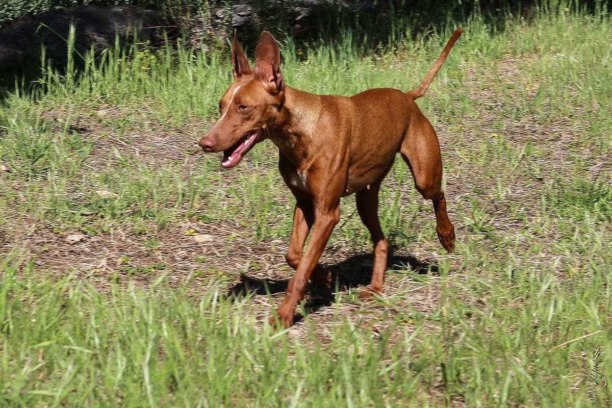 Cirneco dell'Etna: Größe und Wesen