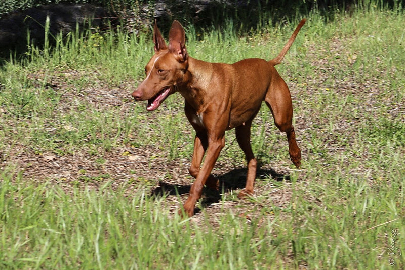 Cirneco dell'Etna: Größe und Wesen