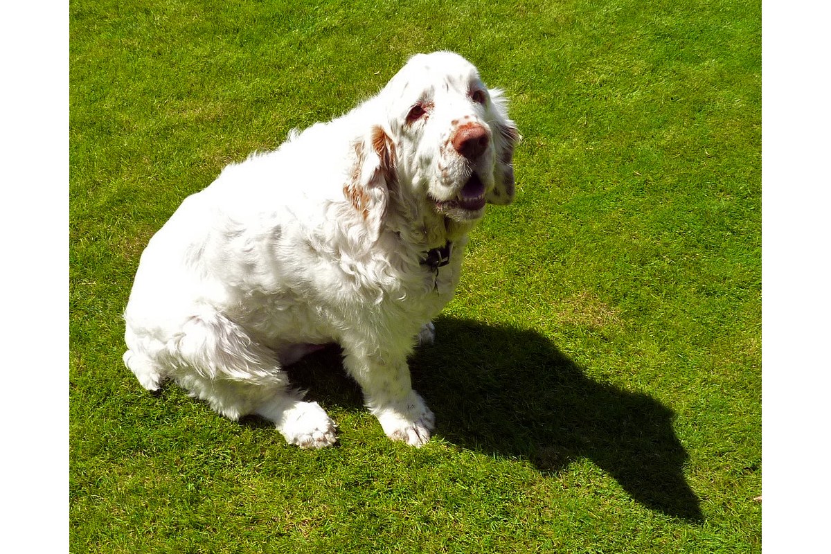 Clumber Spaniel: Gewicht, Wesen und Haltung