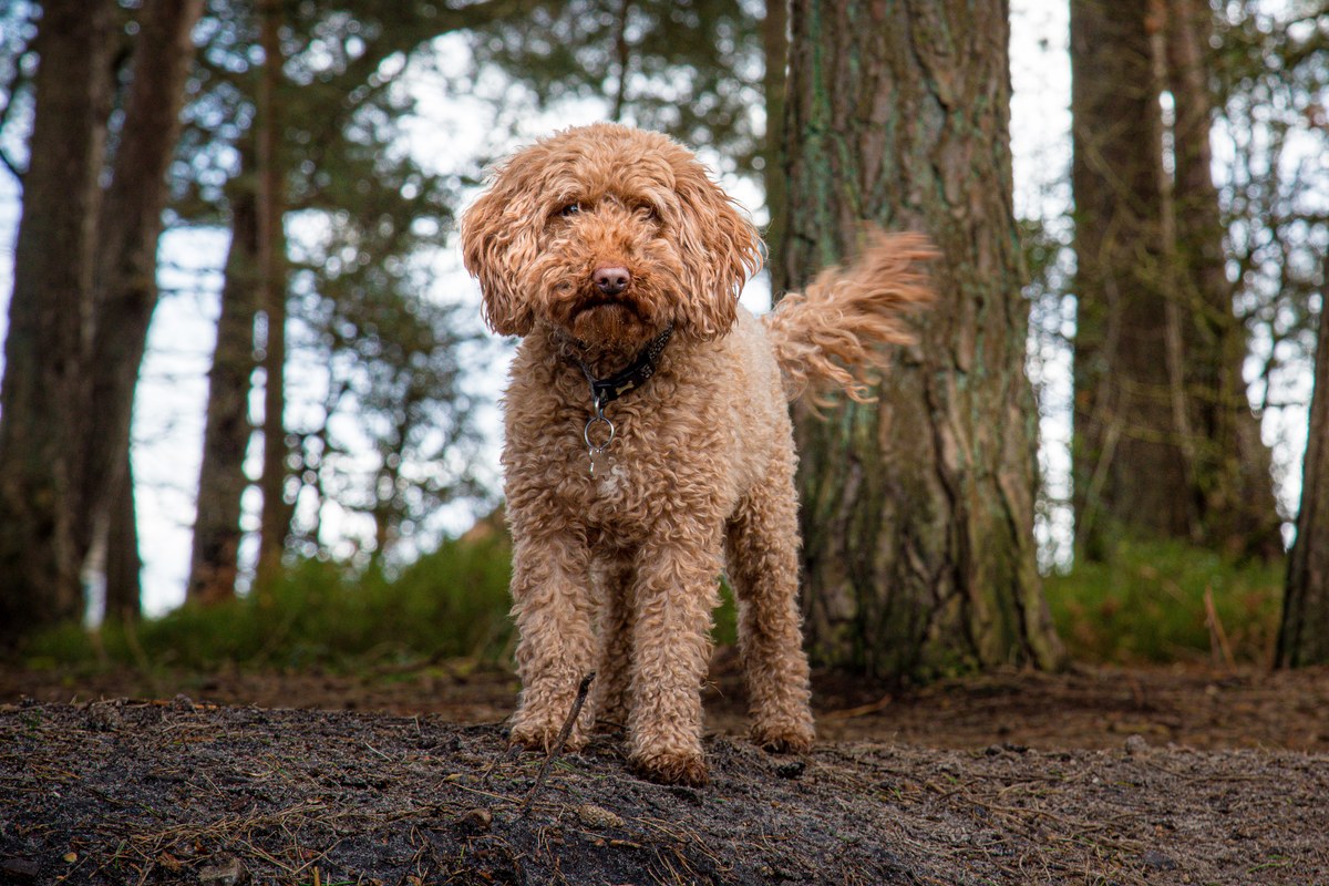 Cockapoo: Größe, Wesen und was offen bleibt