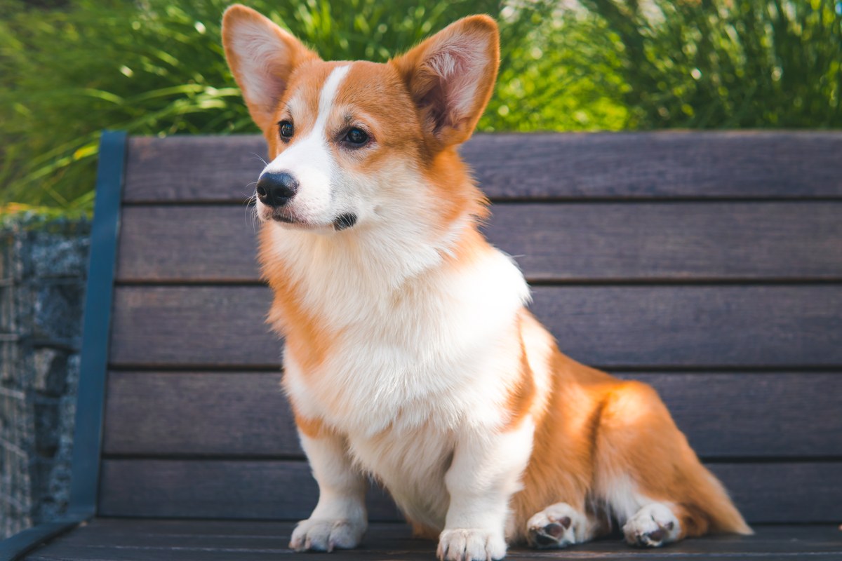 Corgi: Wesen, Größe und Haltung