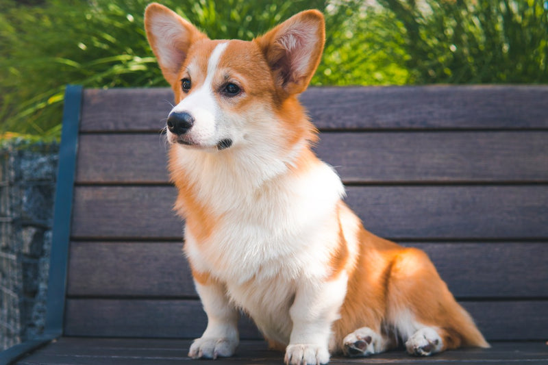 Corgi: Wesen, Größe und Haltung