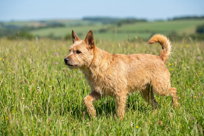 Credelio für Hunde: Wirkung und ein Vorbehalt