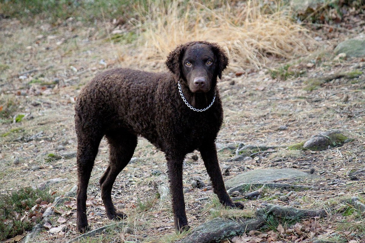 Curly Coated Retriever: Größe und Wesen