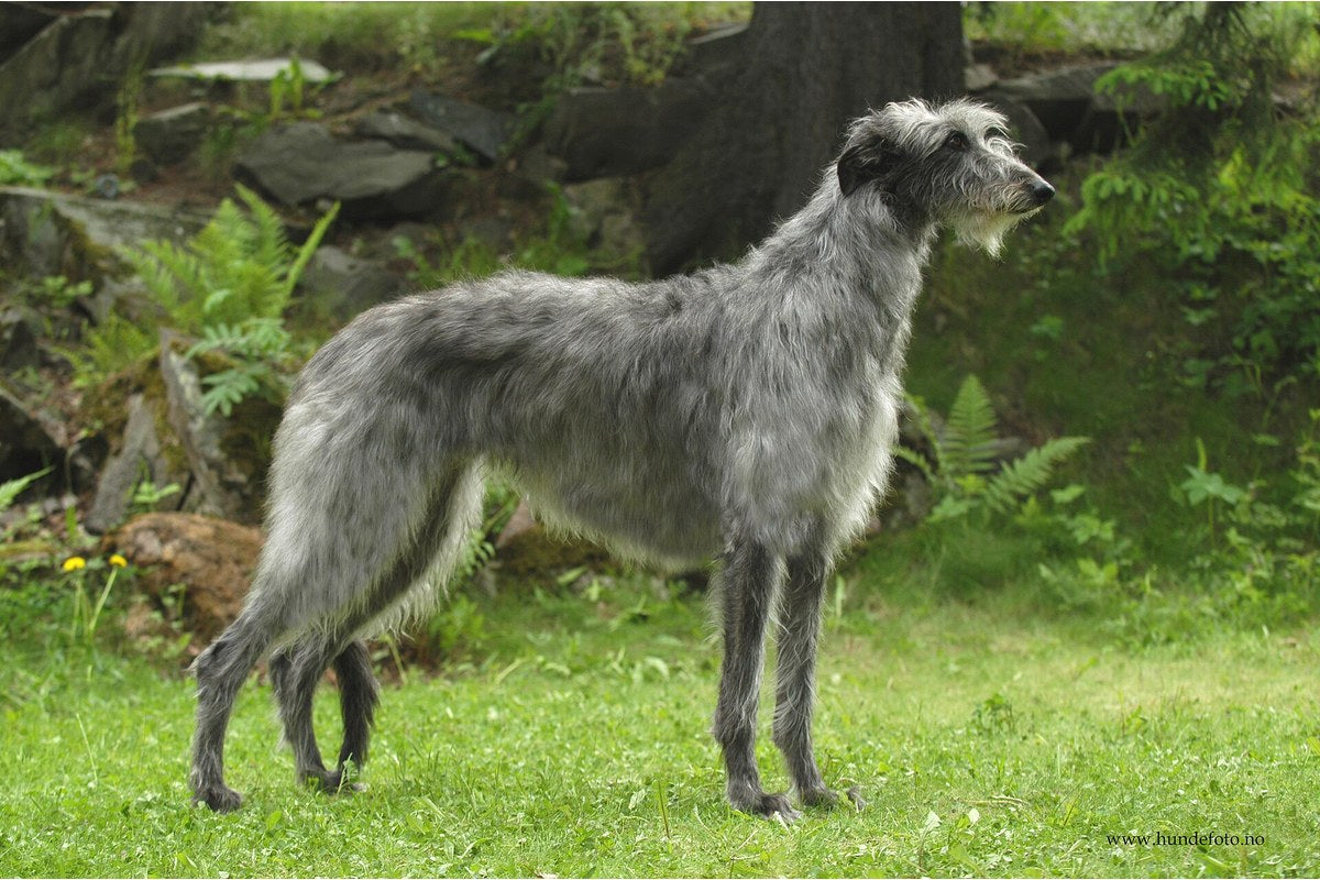 Scottish Deerhound: Größe und Wesen