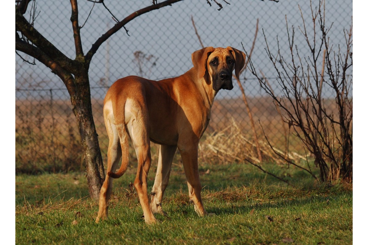 Deutsche Dogge: Größe, Wesen und Erziehung