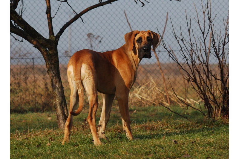 Deutsche Dogge: Größe, Wesen und Erziehung