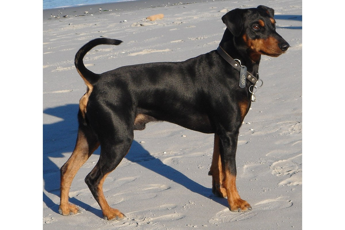 Deutscher Pinscher: Wesen, Erziehung und Auslastung