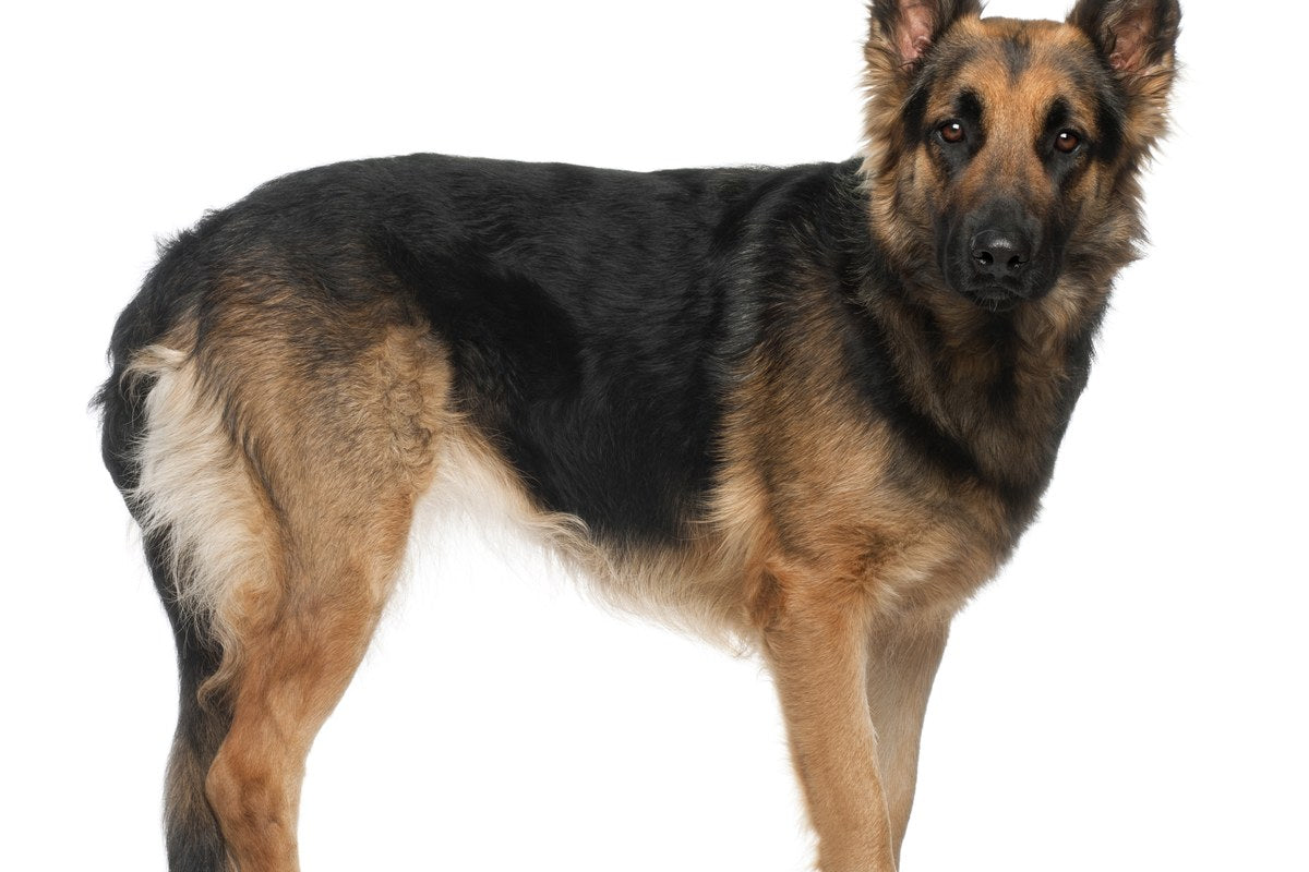 Deutscher Schäferhund: Wesen, Größe und Haltung