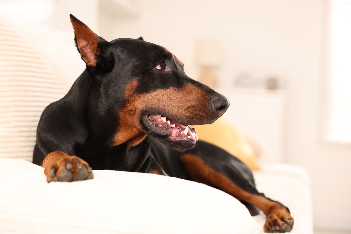 Dobermann: Wesen, Größe und Haltung