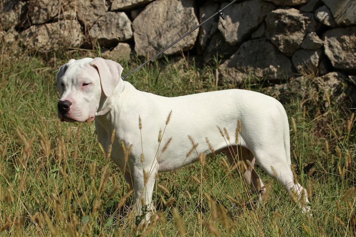 Dogo Argentino: Wesen, Größe und was rechtlich gilt