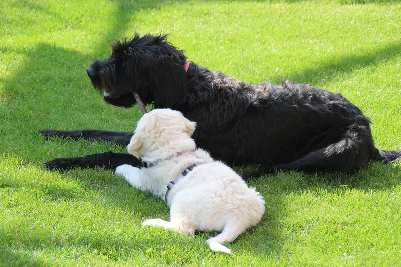 Hund eifersüchtig? Was hinter dem Verhalten steckt