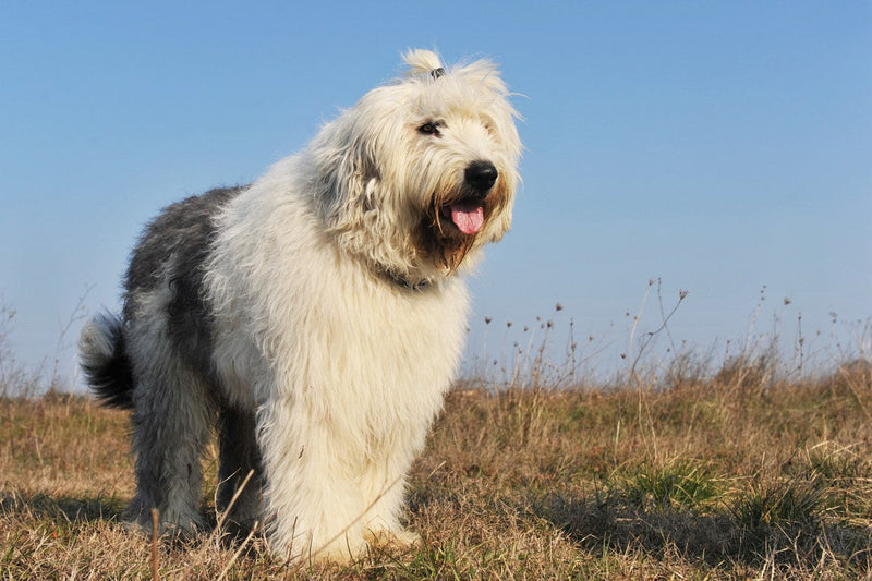 Englischer Schäferhund: Welche Rasse wirklich gemeint ist