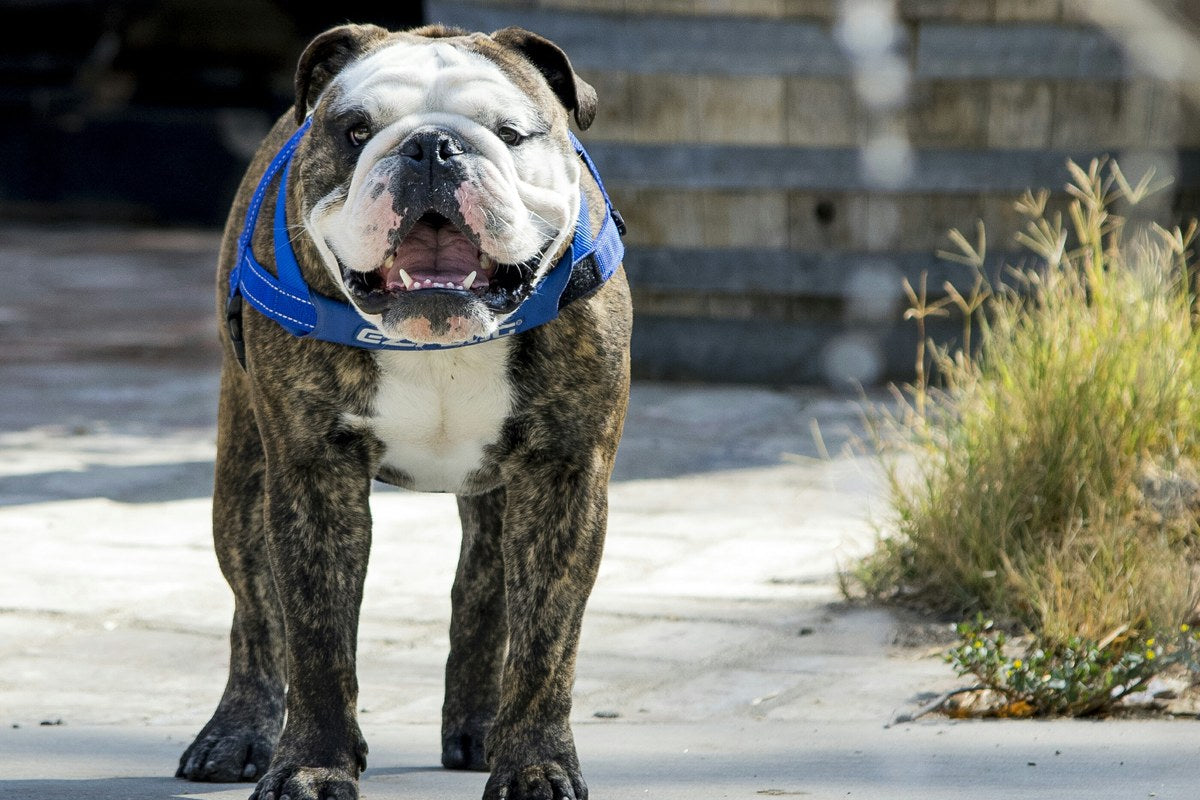 Englische Bulldogge: gefährlich oder sanfter Begleiter?
