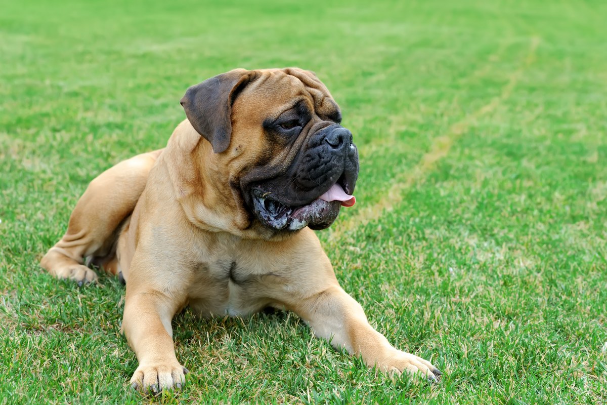 English Mastiff: Wesen, Haltung und Alltag