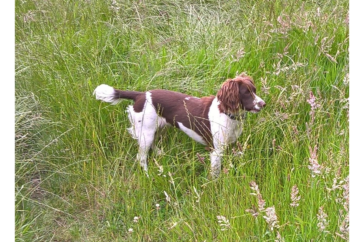 English Springer Spaniel: Größe und Wesen