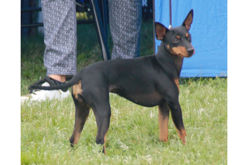 English Toy Terrier: Größe, Wesen und Erziehung
