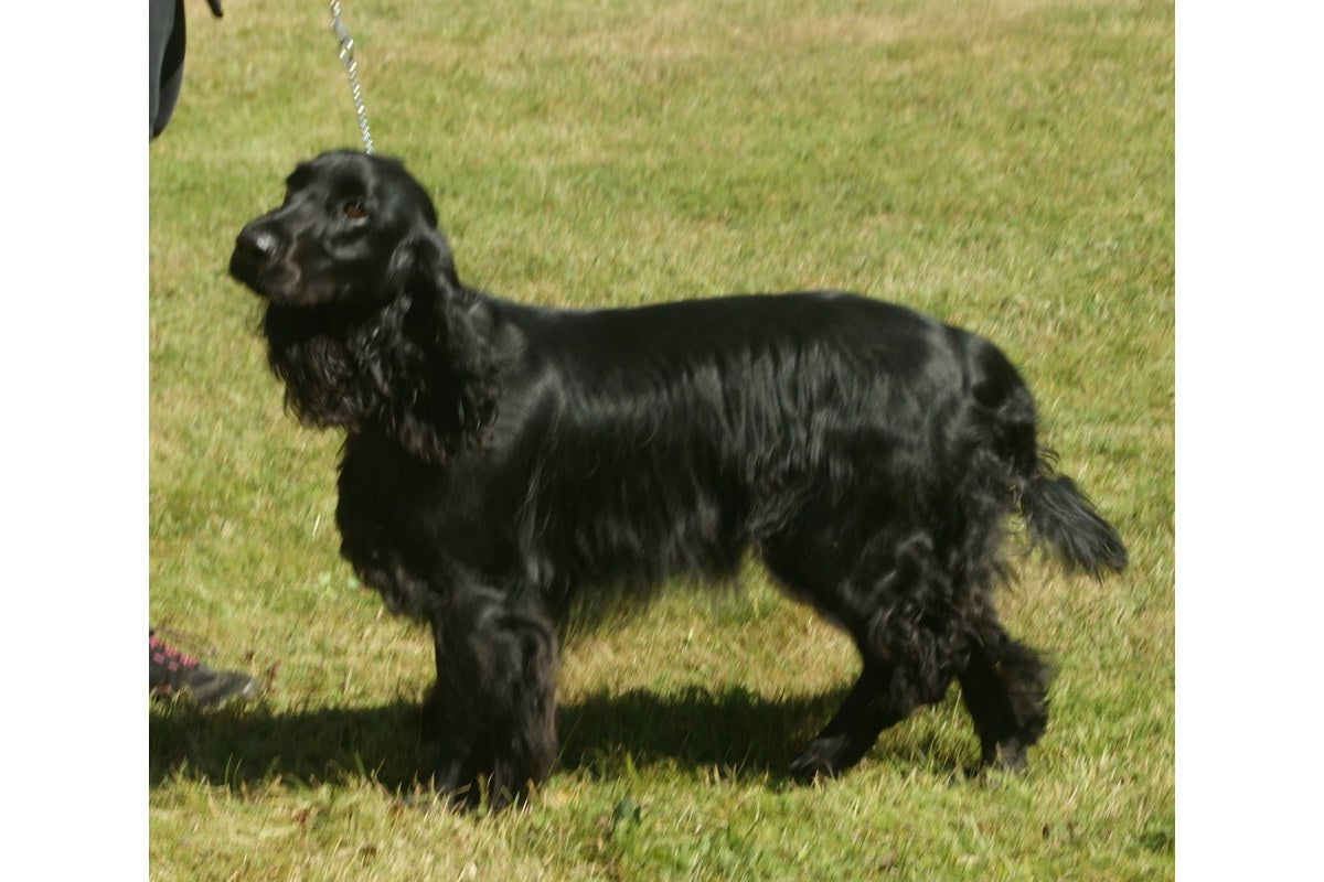 Field Spaniel: Größe, Farben und Haltung