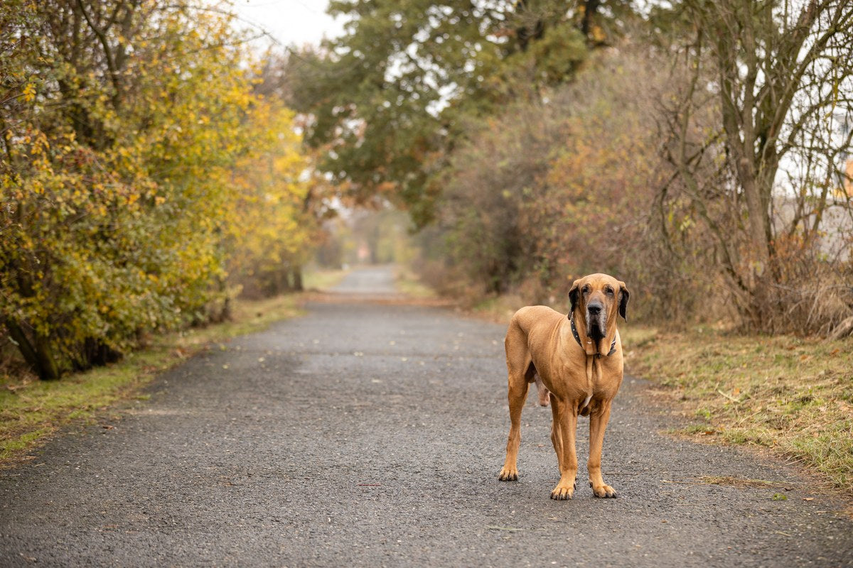 Fila Brasileiro: Größe, Wesen und Haltung