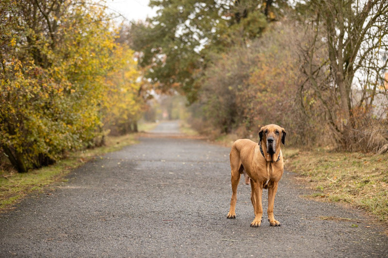 Fila Brasileiro: Größe, Wesen und Haltung