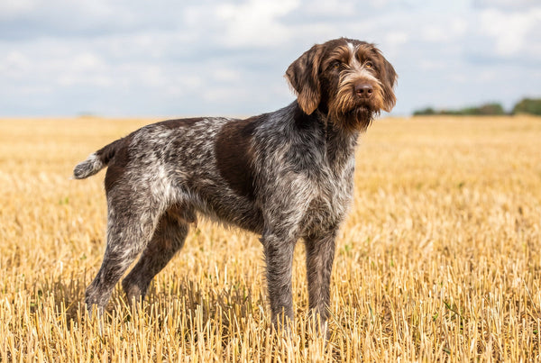 Böhmisch Rauhbart: Drei Haarsorten, ein Jagdhund