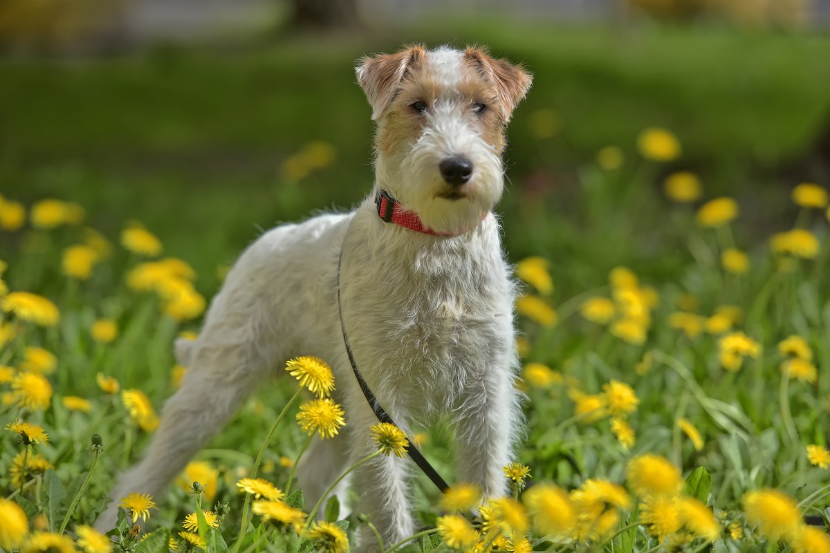 Foxterrier Drahthaar: Eine eigene Rasse, kein Fellvariant