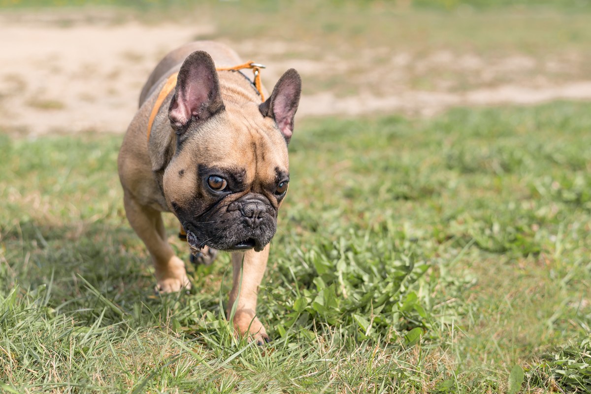 Französische Bulldogge: Wesen, Größe und Atemfrage