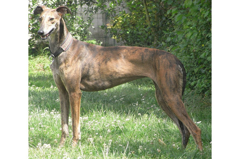 Galgo Español: Größe, Wesen und Haarvarietäten