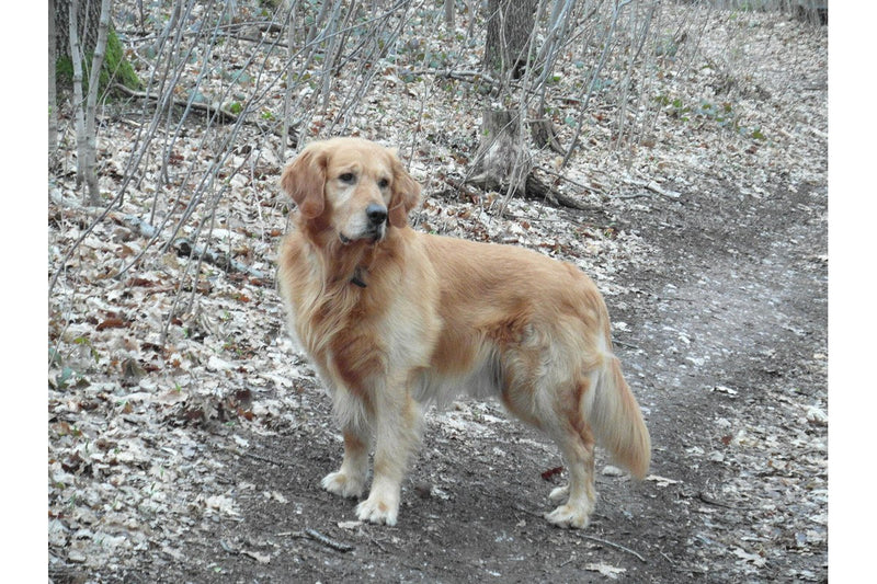 Hund zeigt sein Geschlechtsteil: normal oder Notfall
