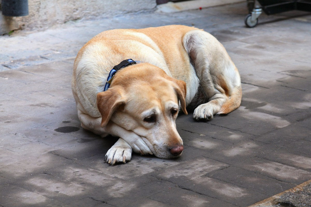 Vergisst ein Hund Schläge? Was wirklich bleibt