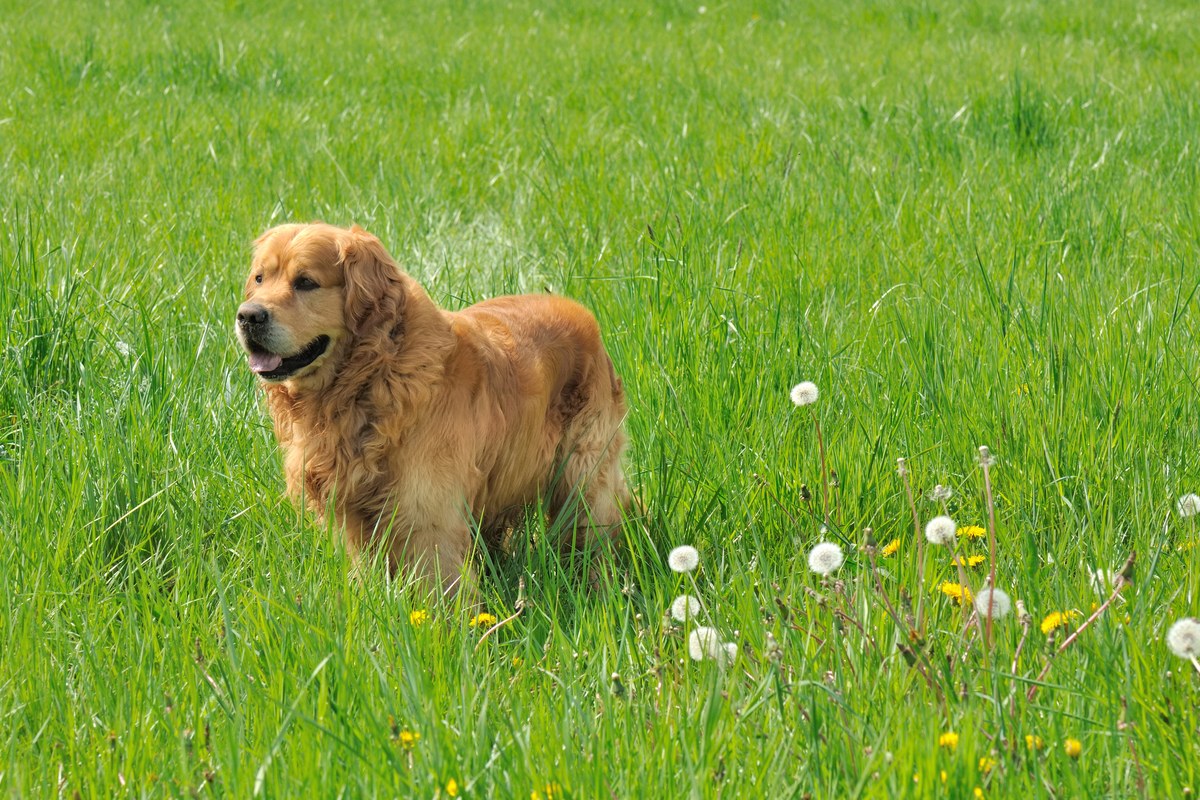 Golden Retriever: Wesen, Größe und Auslastung