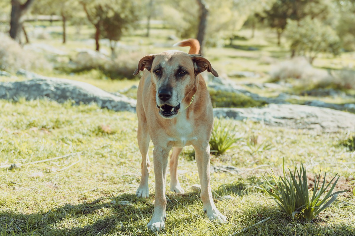 Golden Shepherd: Was die Elternrassen verraten