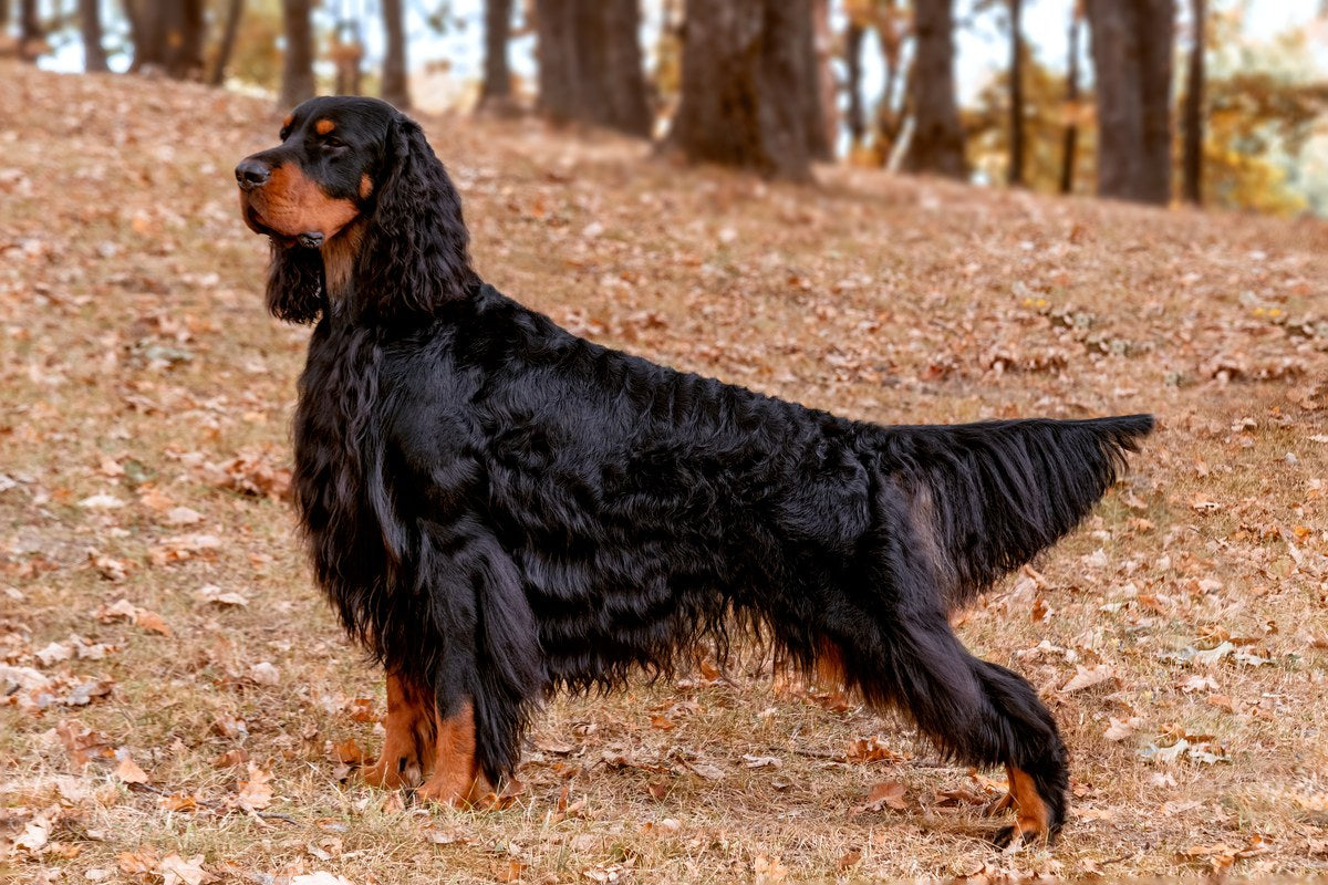 Gordon Setter: Größe, Wesen und Haltung