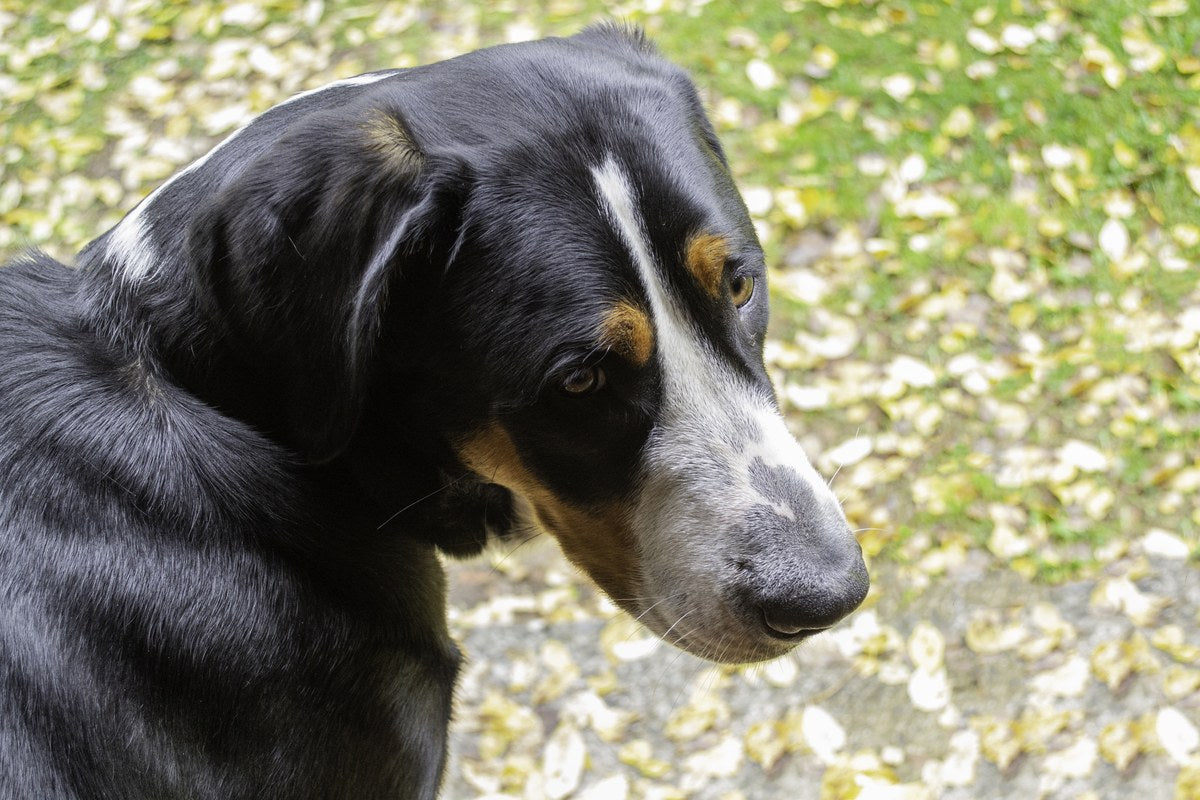 Großer Schweizer Sennenhund: Wesen, Größe, Haltung