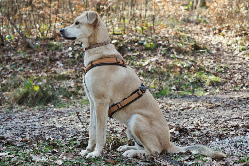 Halti für Hunde verboten? Was das Gesetz wirklich sagt