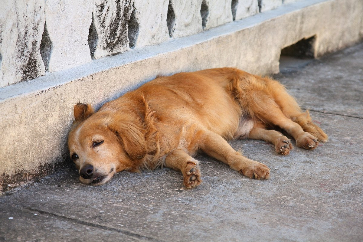 Hund hinkt vorne: Ursachen und wann es zum Tierarzt muss