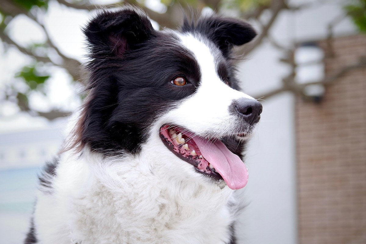 Hund mit Maske: welche Rassen sie tragen