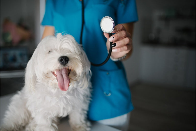 Hund immer hungrig: der Gewichtsverlauf entscheidet