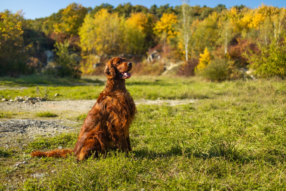 Irish Setter: Wesen, Größe und Bewegungsbedarf