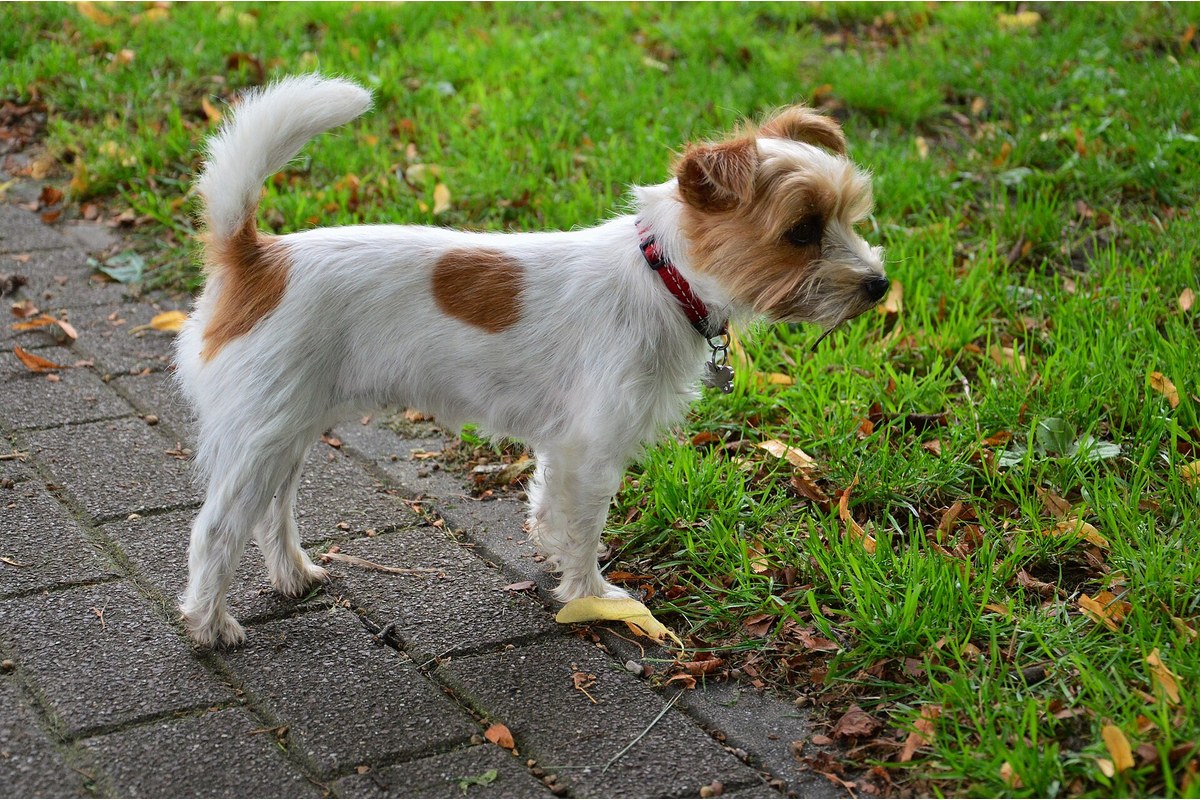 Jack Russell Terrier: Größe, Wesen und Pflege