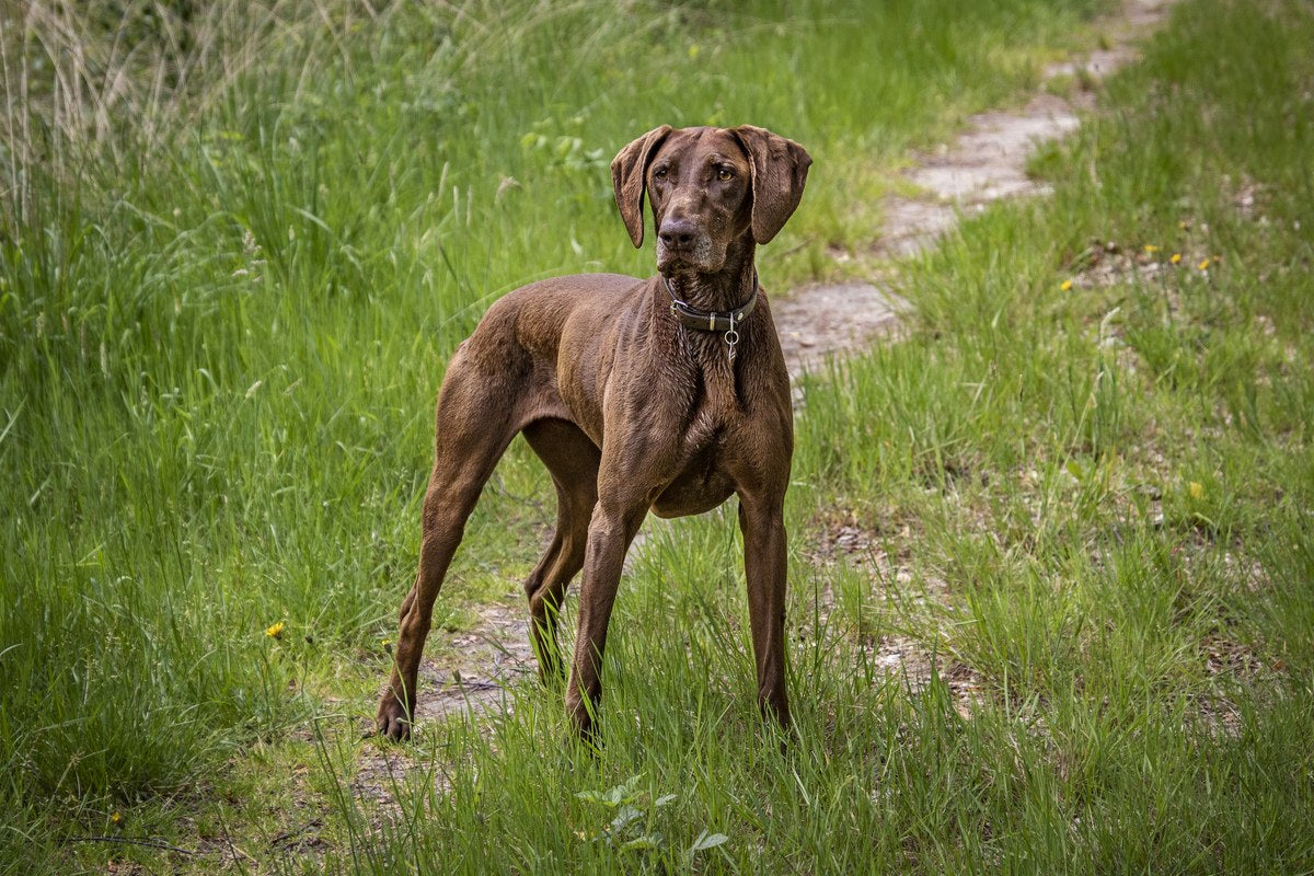 Jagdhunde: Die Gruppen und was sie unterscheidet
