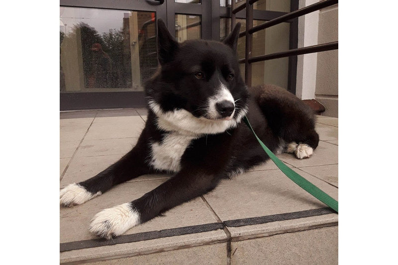 Karelischer Bärenhund: Größe, Wesen und Haltung