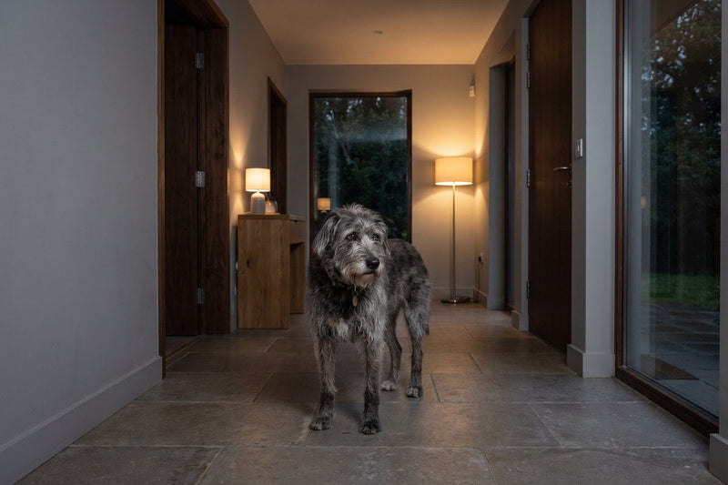 Karsivan für Hunde: Dosierung, Wirkung, 4-Wochen-Regel