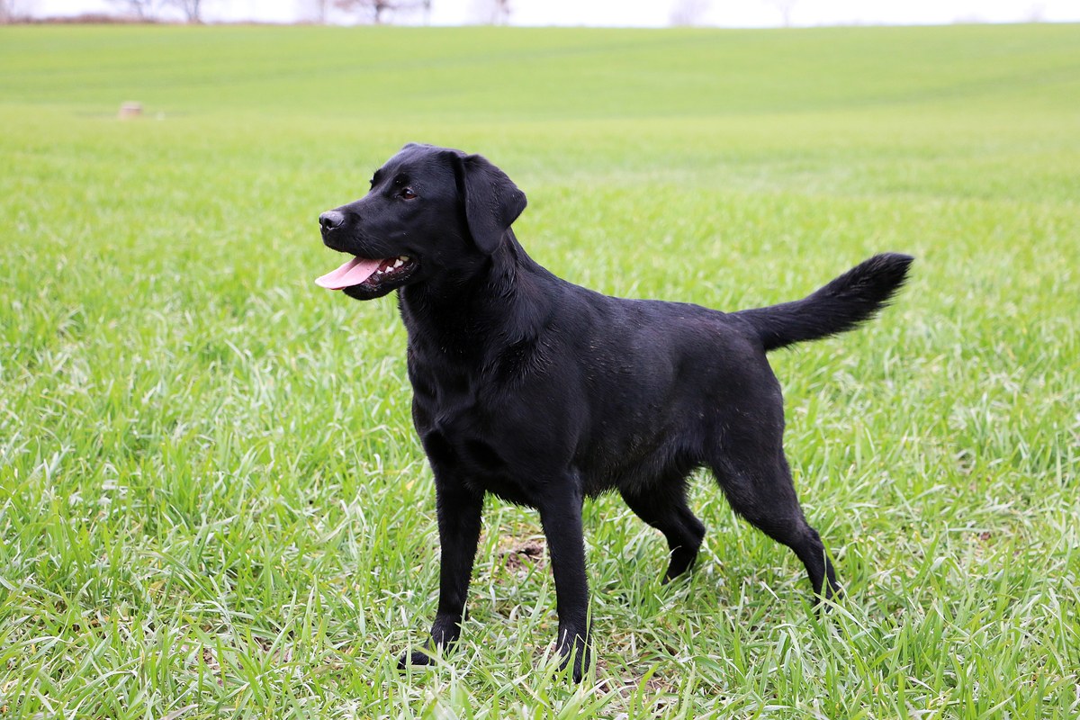 Labrador Retriever: Größe, Wesen und Haltung
